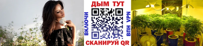 Канабис гибрид  Тара 
